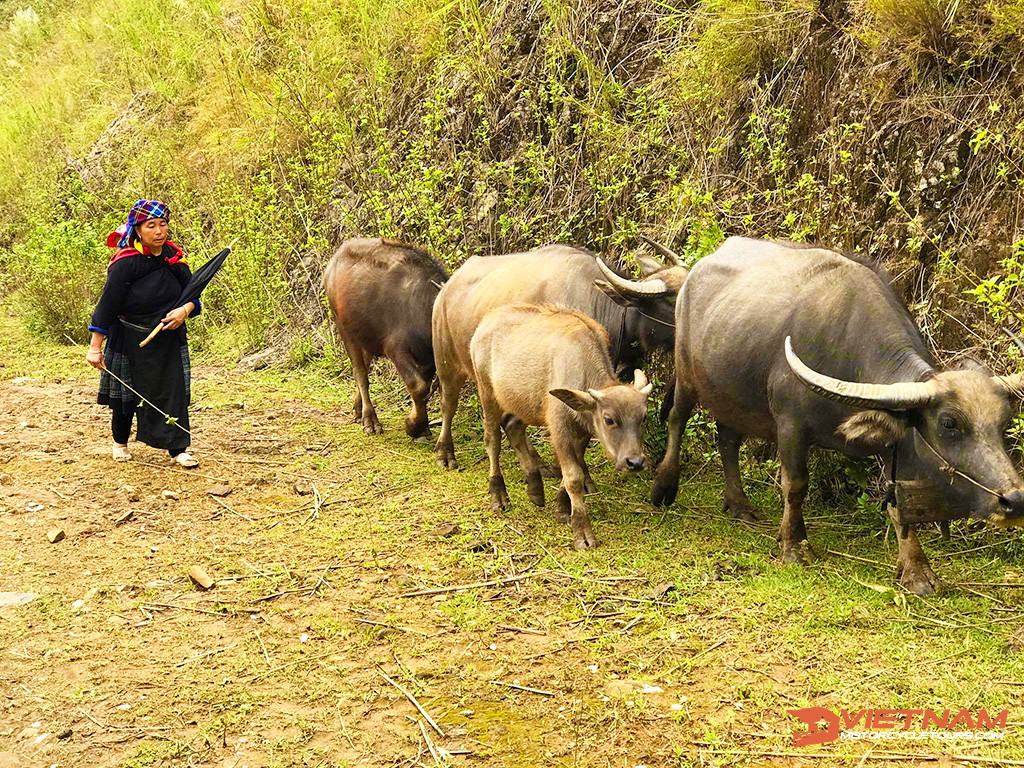 Motorcycle Tour Northern Vietnam