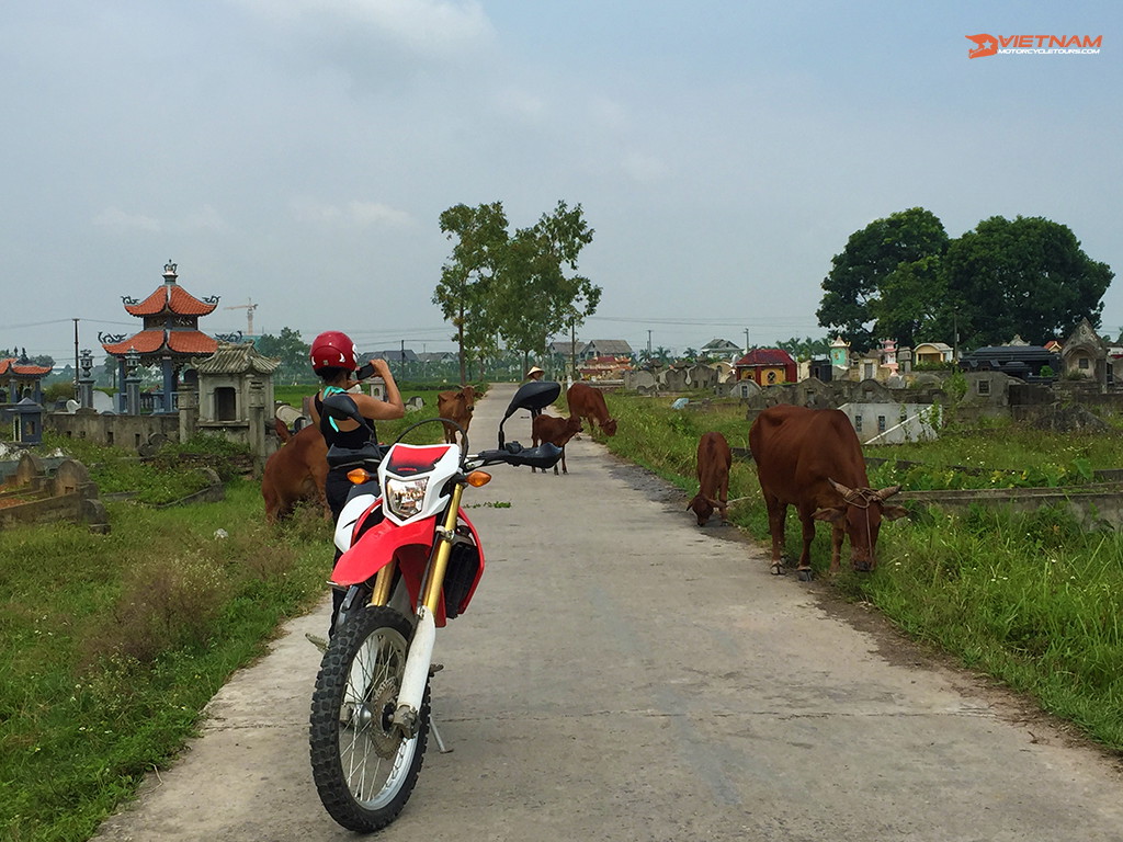 Watch Out For Animals In Traffic