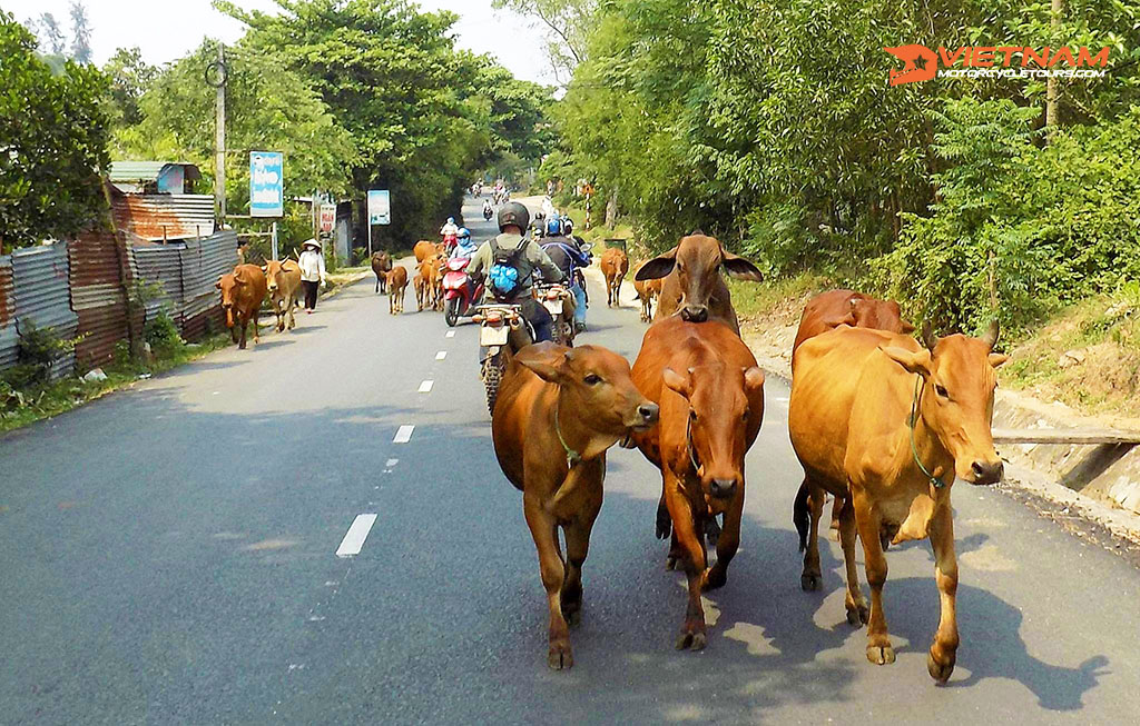 Ho Chi Minh To Hanoi Or Hanoi To Ho Chi Minh By Motorbike