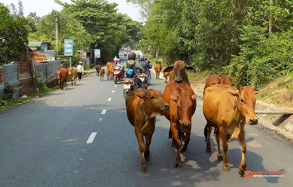 Is It Safe To Motorcycle Through Vietnam? Traveling Tips - Motorbike Tour VietnamBikers